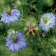 Love-in-a-Mist(Nigella damascena)