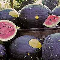 ‘‘Moon and Stars’ watermelon