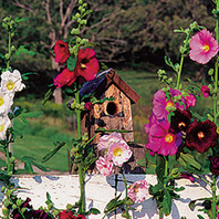 ‘Outhouse’ hollyhock(Alcea rosea )