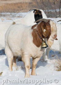 Boer modeling a Ram Bell and collar