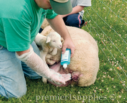 Preparation for assisting a ewe during birth