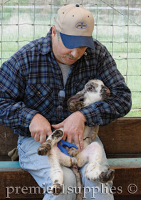 Using an O Ring Expander to castrate a new born lamb