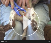 Video how to dock and castrate a recently born lamb