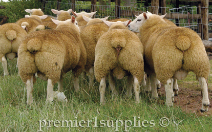 Terminal sires with bubble butts.