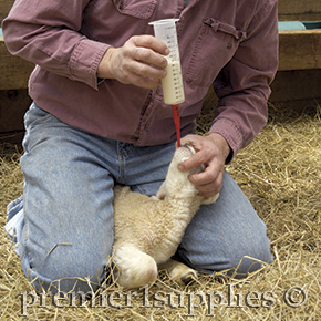Tubing a newborn lamb