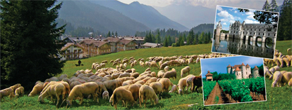 France Sheep Tour