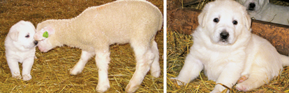 Livestock Guardian Puppies