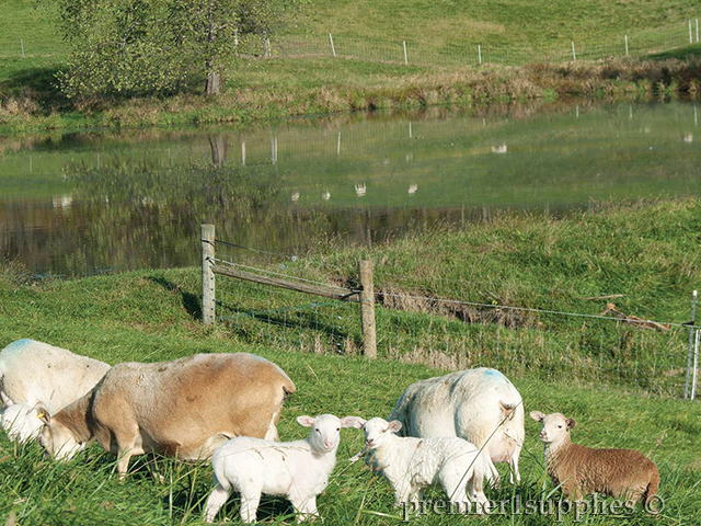 Sheep in a field