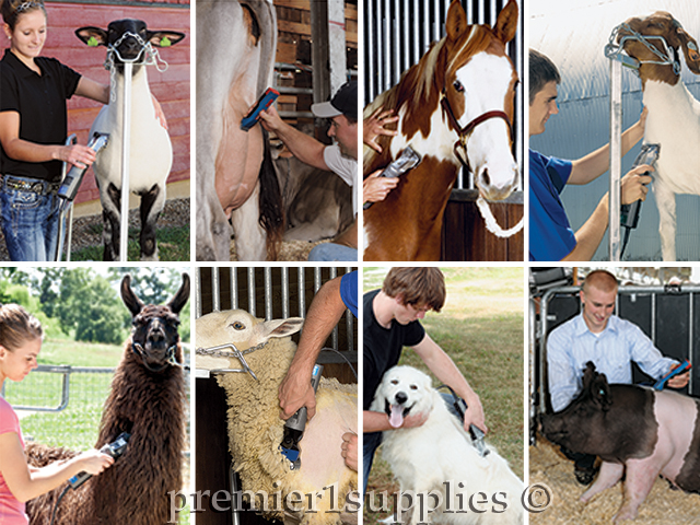 Picture trimming several types of animals