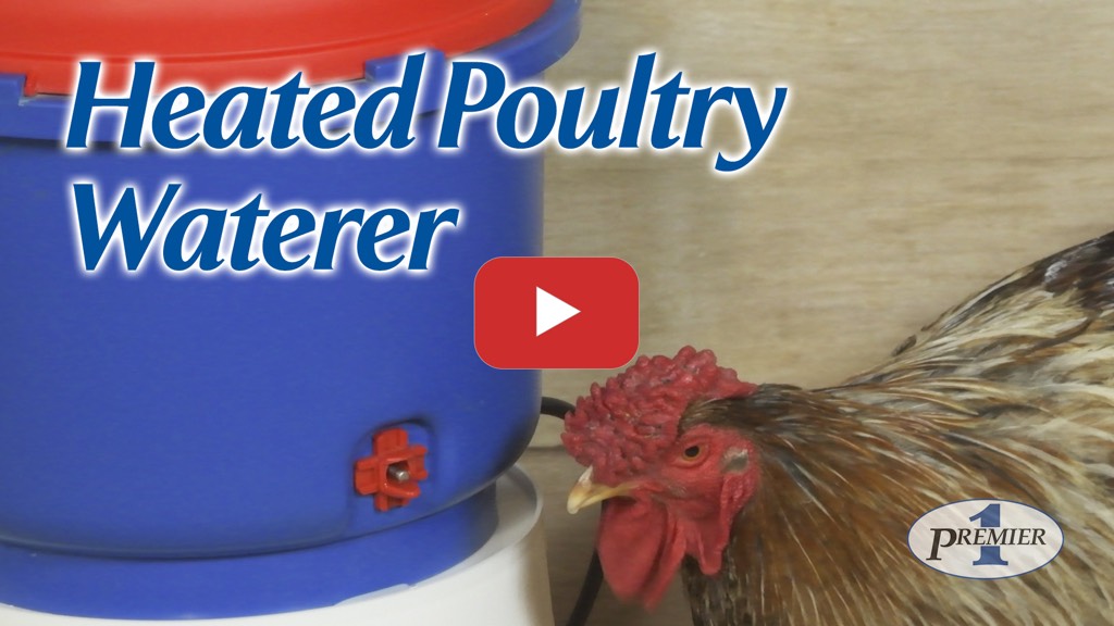 Training Chickens to a Heated Poultry Waterer