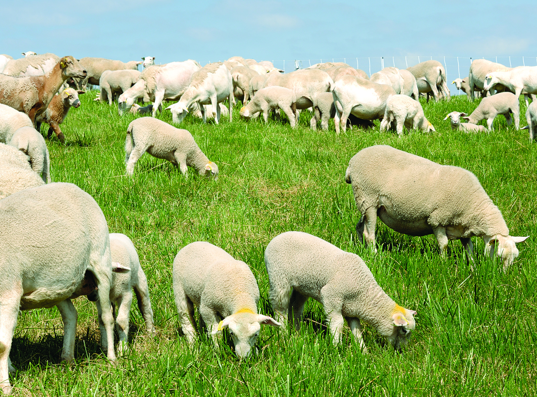 Advantages of Rotational Grazing - Premier1Supplies Sheep Guide