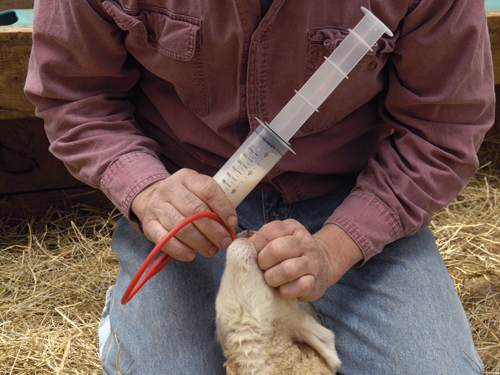 Lamb stomach feeding tube 