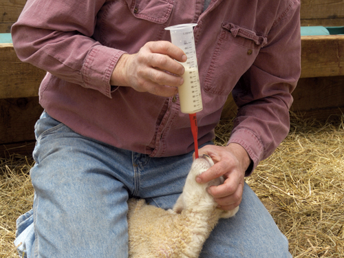 Pliable Feeding Tube Newborn Lamb 14 Fr X 16" Force Feed 