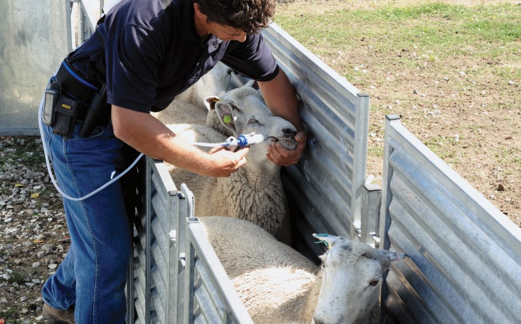 Sheep drenching photo