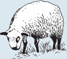 Welcome - Premier1Supplies Sheep Guide