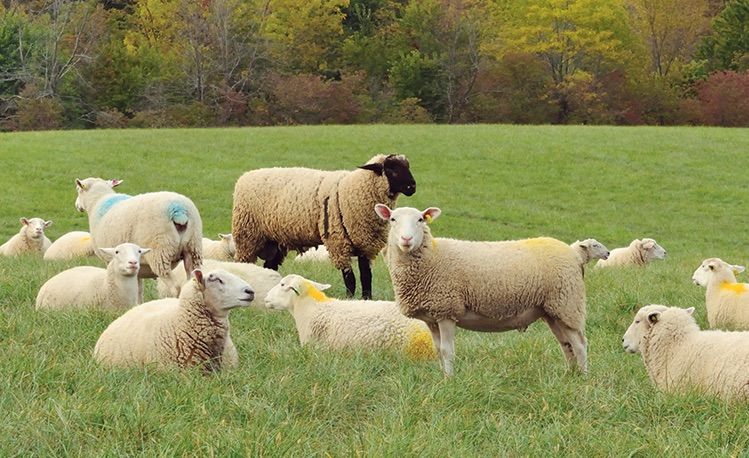 Can You Use Sheep Shears On Dogs Can You Use Sheep Shears On Dogs