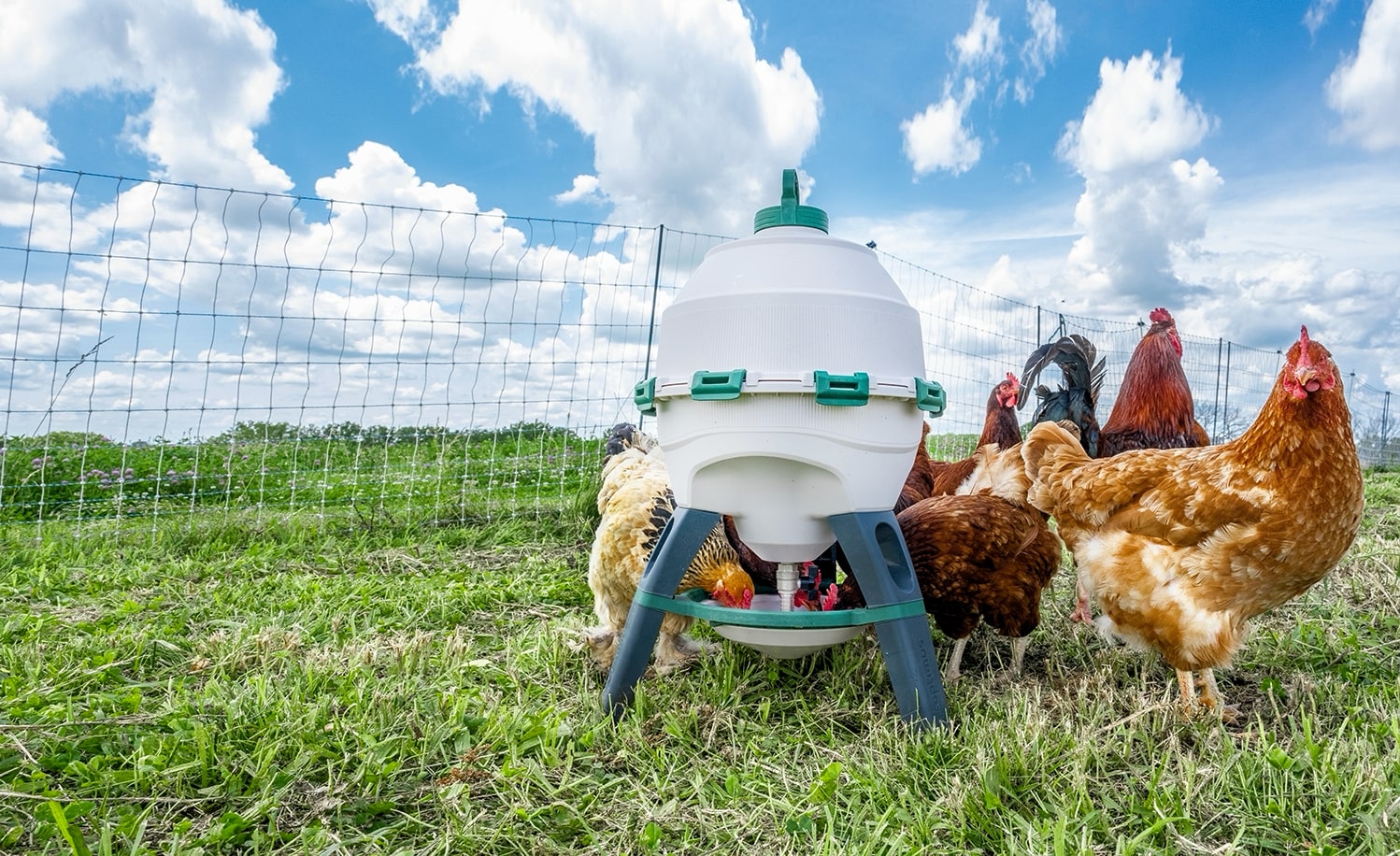 Optimus Poultry Waterer