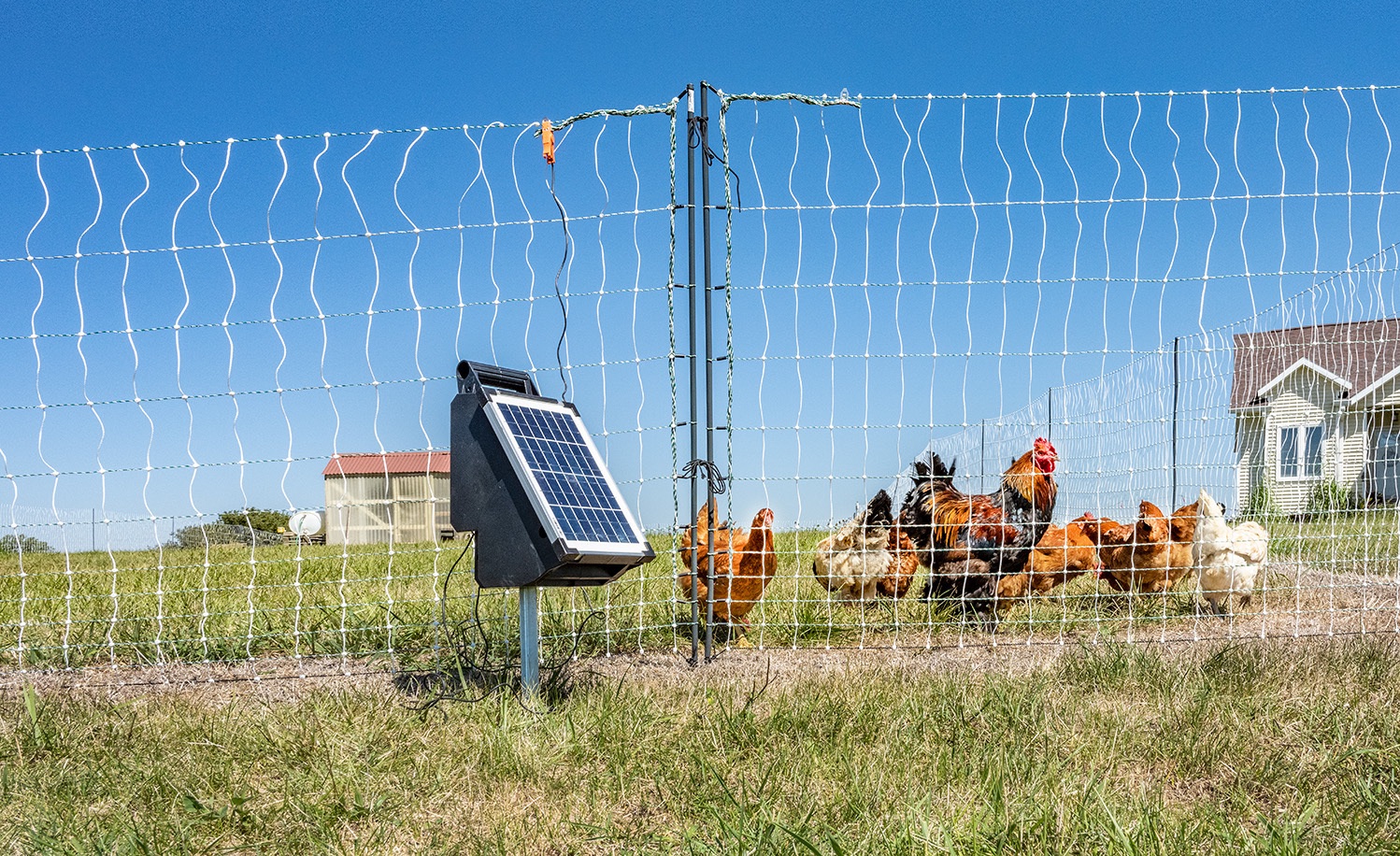 Electric Fence, Ear Tags, Sheep and Goat Equipment, Clippers and Shears, Netting, Backyard Poultry Supplies and more!