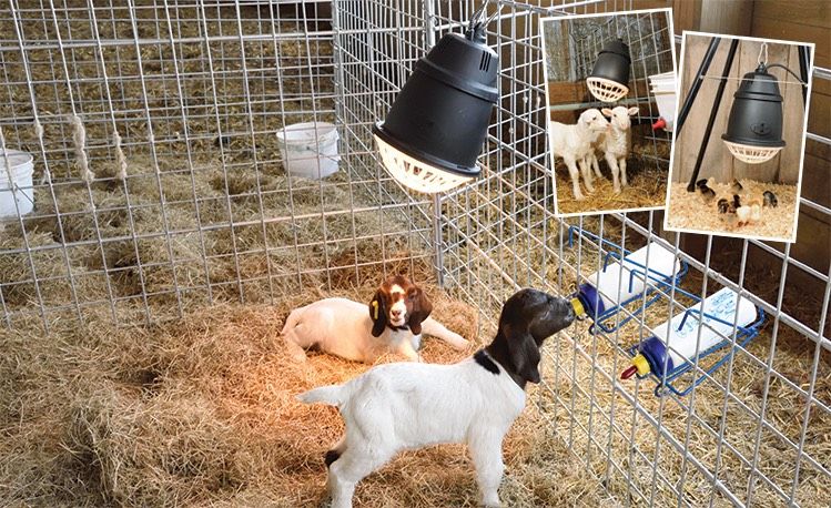 electric fence ear tags