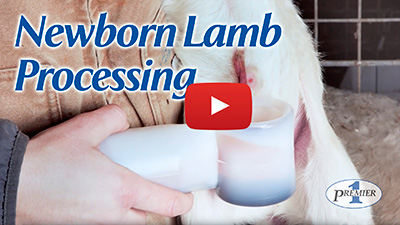 Newborn lamb processing video