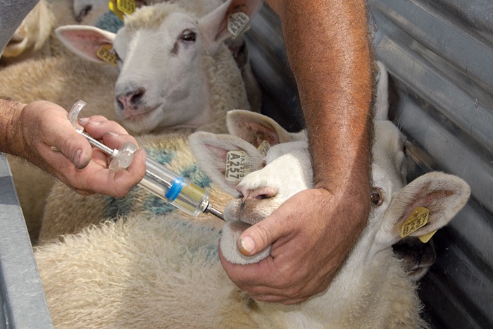 Proper sheep drenching technique