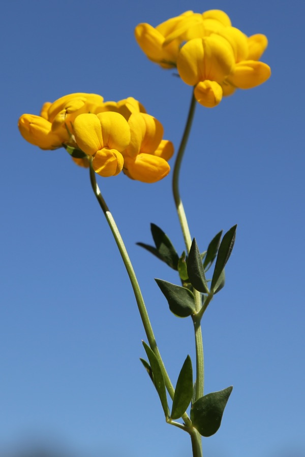 Birdsfoot Trefoil