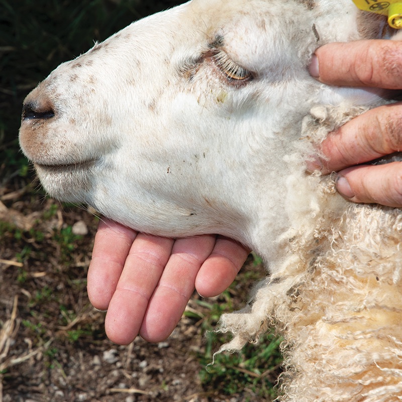 Bottle jaw in sheep