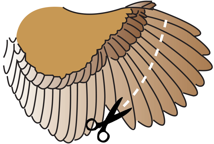 How to clip wings diagram
