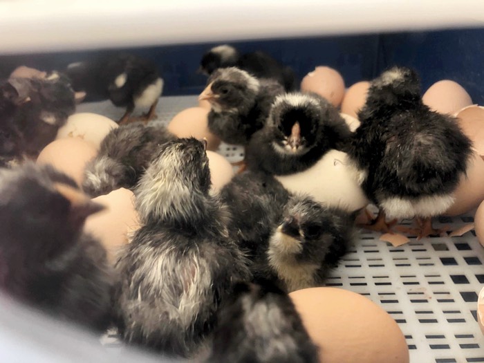 Chicks hatching in egg incubator