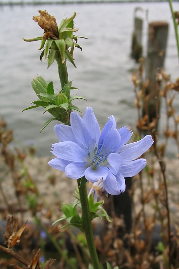 Chicory