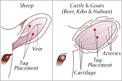 Ear tag placement