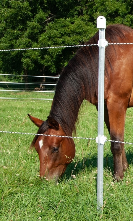 Photo of electric fence for horses