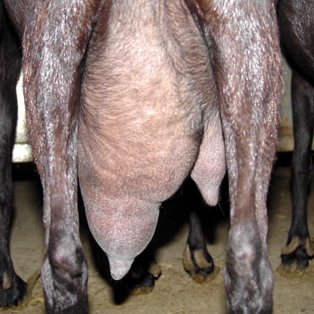 Photo of goat with mastitis