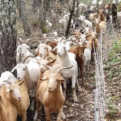 Using goats for wildfire mitigation