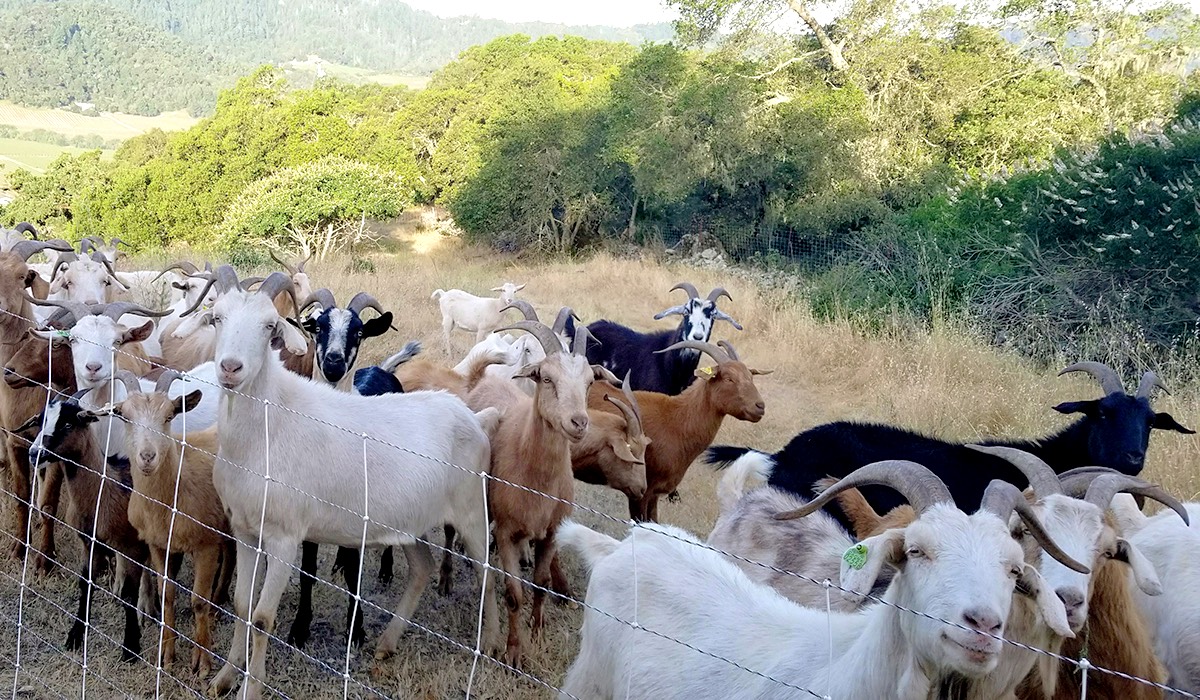 Goats are non-selective eaters and will climb trees in pursuit of food and nutrition