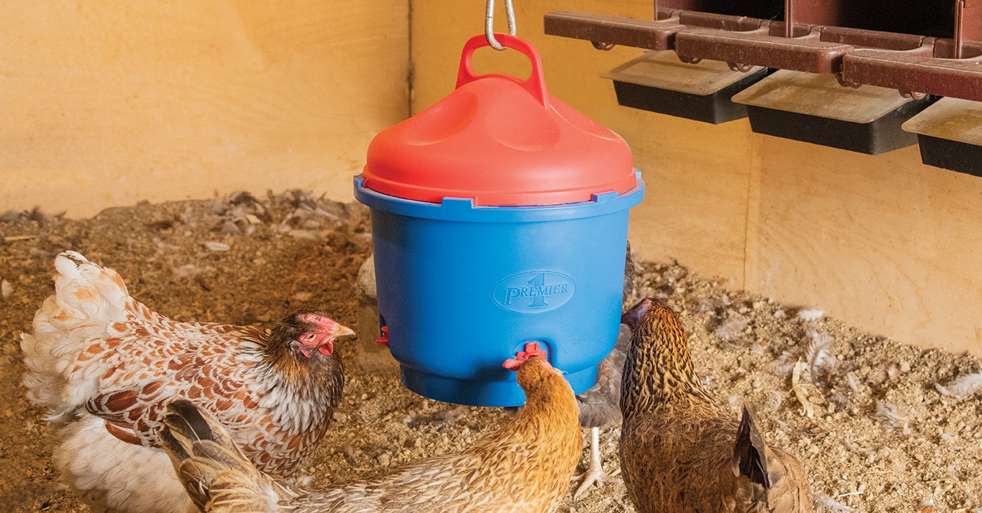 Heated Poultry Waterer for chickens