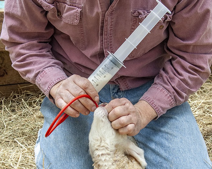 Gently extend the animal’s chin so that its neck is straight before carefully inserting the tube.