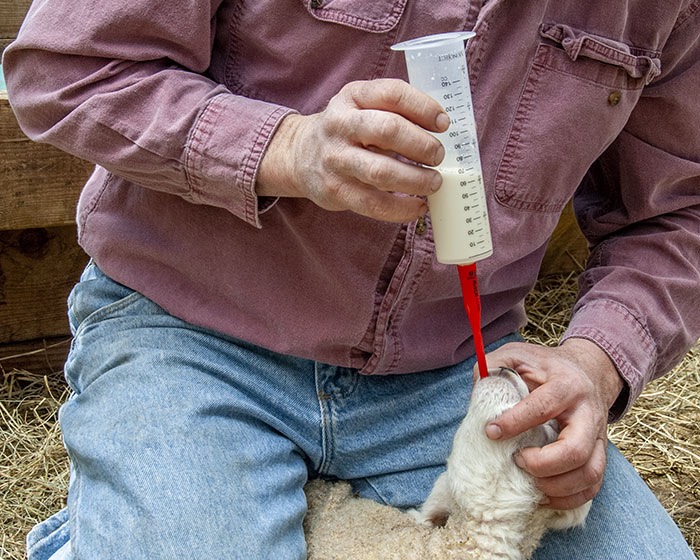 3. Remove the plunger and allow milk to flow slowly by gravity into the lamb’s stomach.