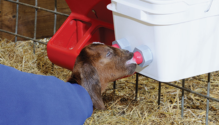 Over 20,000 US sheep and goat producers rely on Bucket Teat Units