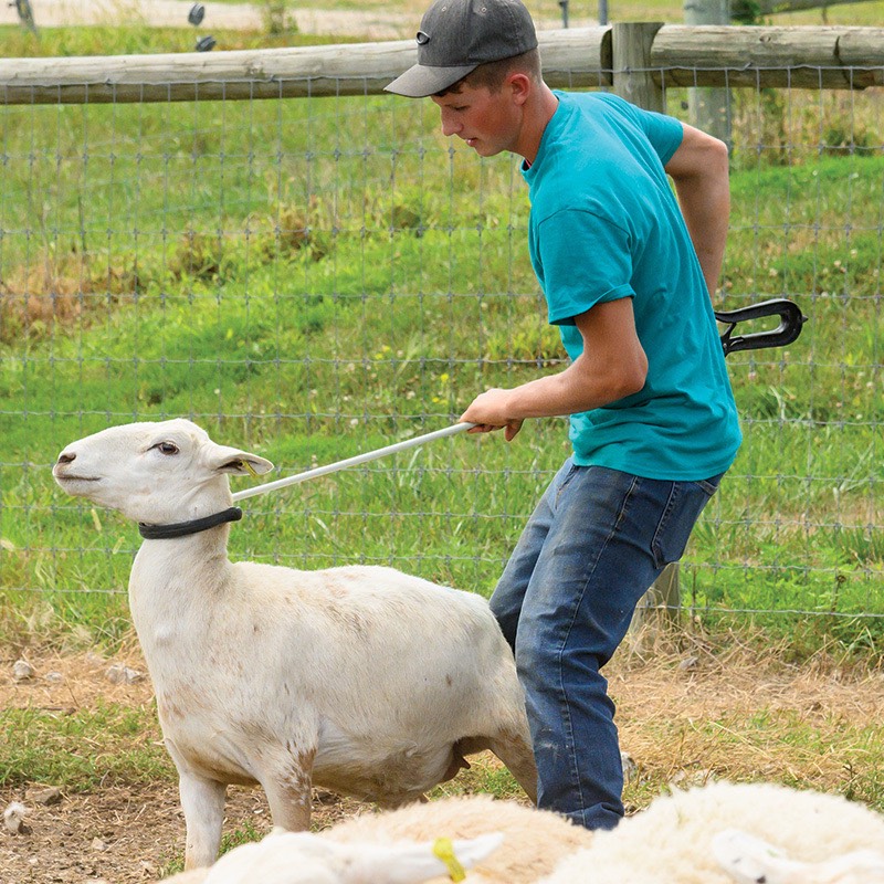 Kiwi Shepherd Crook for Sheep and Goats