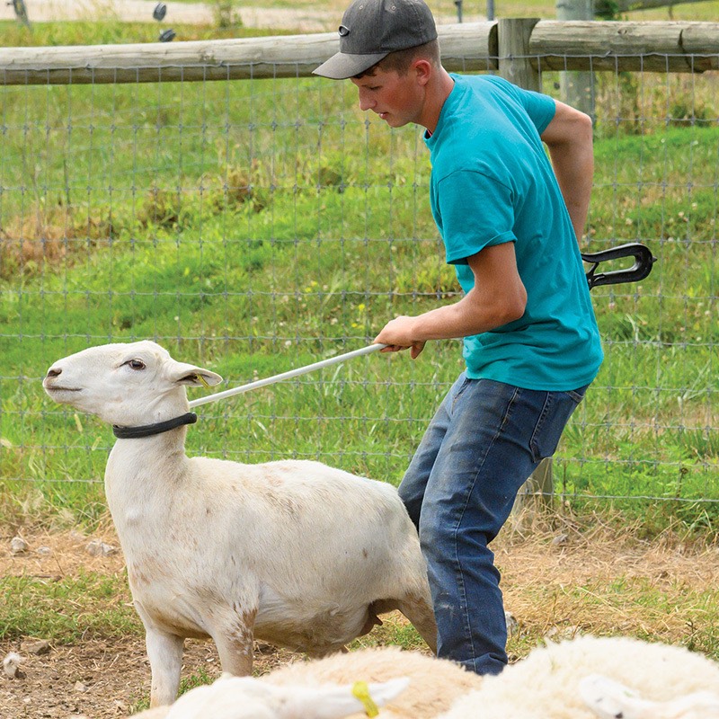 Shepherds Rod And Staff