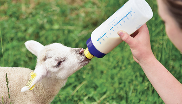 Lamb Bottle Feeding Chart