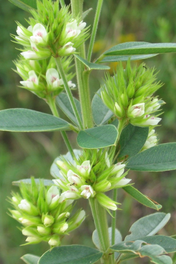 Annual Lespedeza