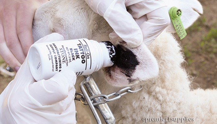 How To Apply Livestock Tattoos - Premier1Supplies
