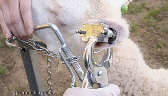 How To Apply Livestock Tattoos - Premier1Supplies