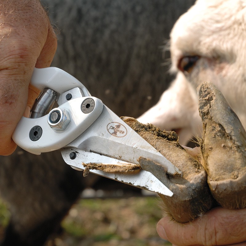 Hoof Trimming and Foot Care for Sheep and Goats
