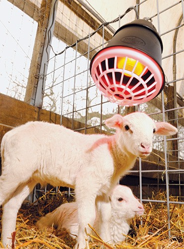 Lambs warmed by a Prima Heat Lamp