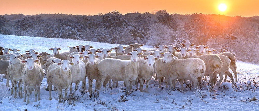 Sheep in snowy paddock