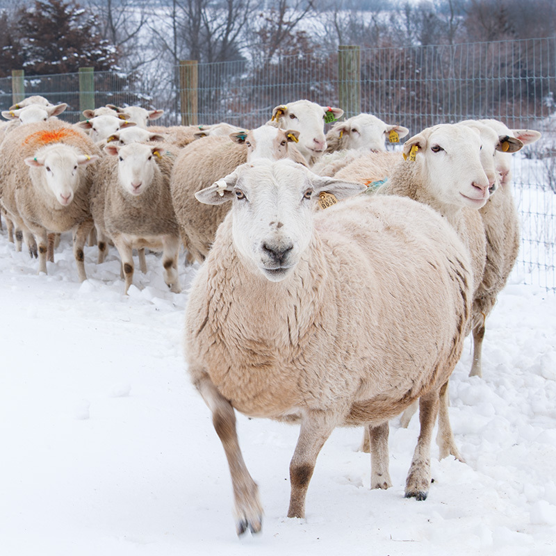 Sheep in snowy paddock