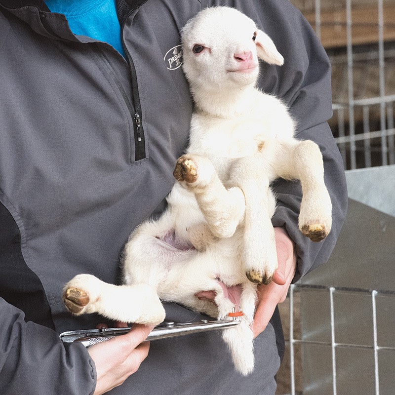 Castrating, Docking and Disbudding Lambs and Goat Kids